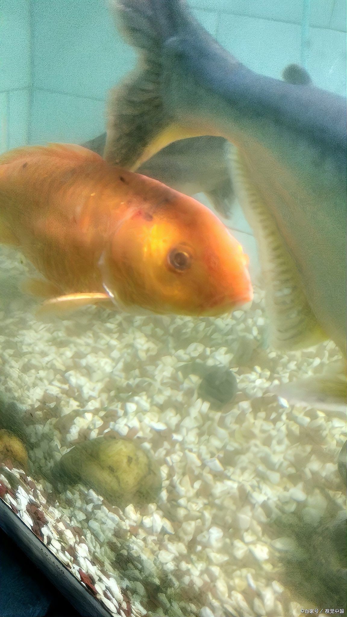 金魚換水后趴缸底不動 金魚換水后趴缸底不動 龍魚百科 第8張