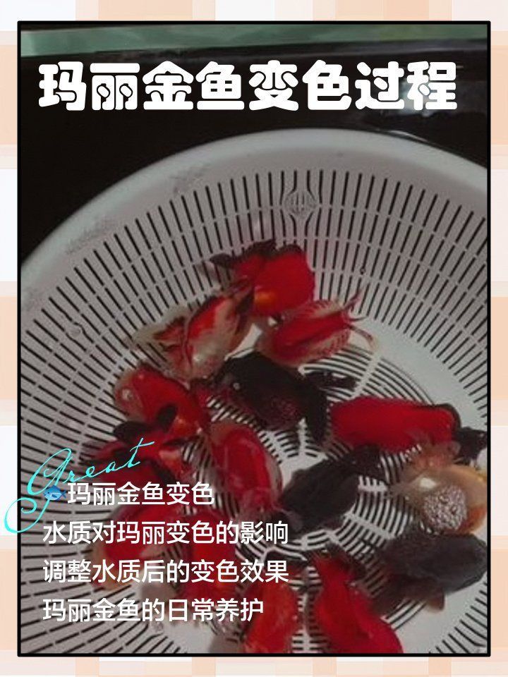 金魚換水后趴缸底不動 金魚換水后趴缸底不動 龍魚百科 第12張