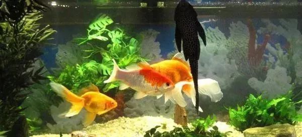 金魚換水后趴缸底不動 金魚換水后趴缸底不動 龍魚百科 第14張