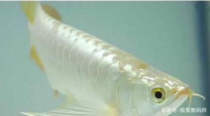白色的金龍魚：白色的金龍魚是什么樣子的