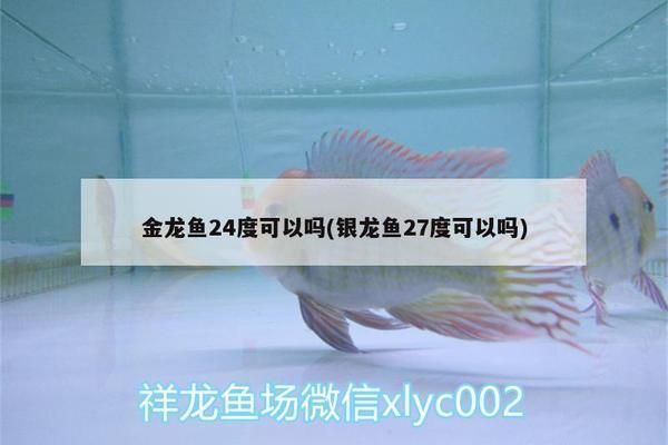 金龍魚水溫27度可以嗎：金龍魚冬季如何保溫金龍魚水質管理技巧金龍魚水質管理技巧