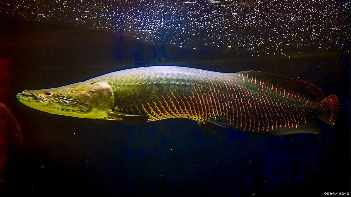龍魚肥美的正確解釋