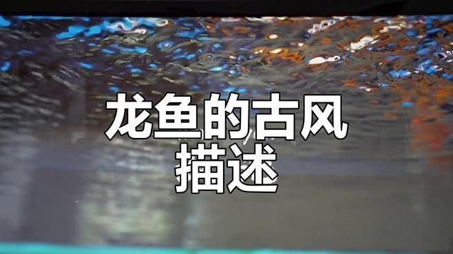 龍魚肥美的正確解釋