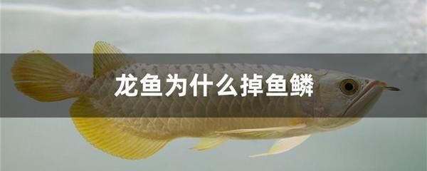剛買龍魚不吃食怎么回事兒（龍魚不吃食怎么辦）