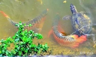 龍魚吃龜嗎：龍魚與龜的混養情況可能會導致一系列的“愛恨情仇”