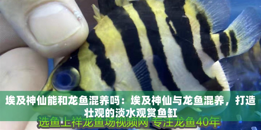 埃及神仙能和龍魚混養嗎：埃及神仙與龍魚混養，打造壯觀的淡水觀賞魚缸