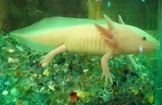 龍魚(yú)為什么咬人不咬人:龍魚(yú)為何會(huì)咬人而不咬人的行為