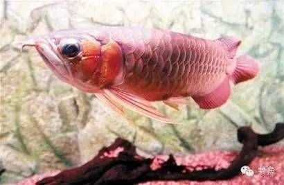 龍魚和虎魚混養尺寸：關于龍魚和虎魚混養時的尺寸要求