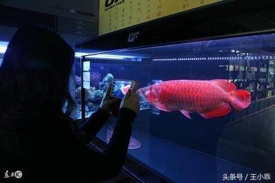 金龍魚很貴？（金龍魚市場價格波動趨勢）