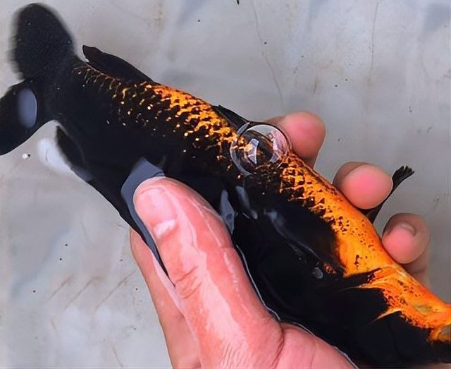 黑金龍魚大概多少錢一條