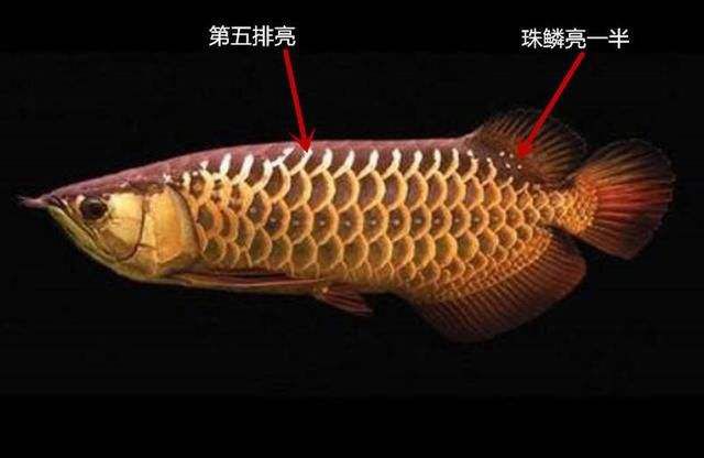 紅龍魚背景用什么顏色好看呢圖片視頻（紅龍魚背景用什么顏色好看呢圖片視頻講解）