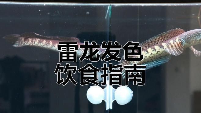 雷龍魚喂泥鰍好嗎