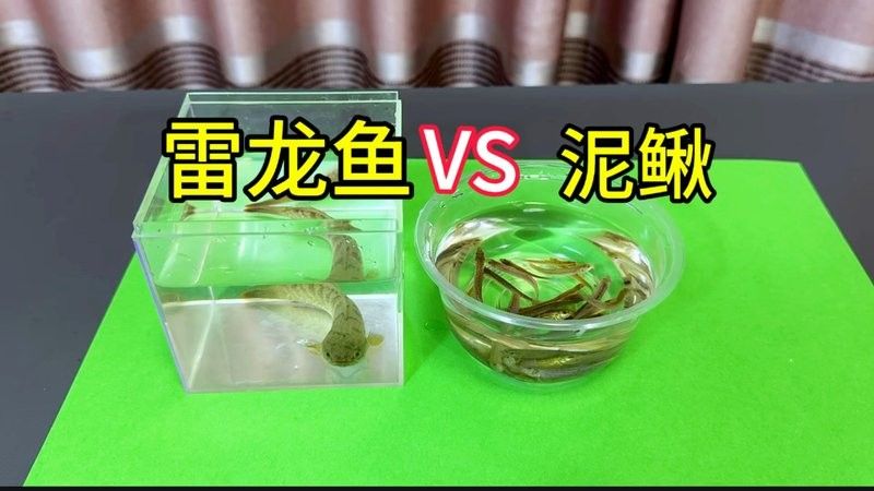 雷龍魚喂泥鰍好嗎