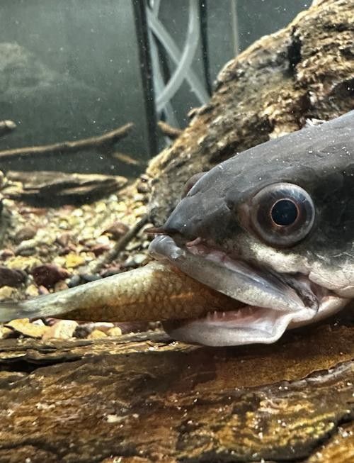 雷龍魚喂泥鰍好嗎