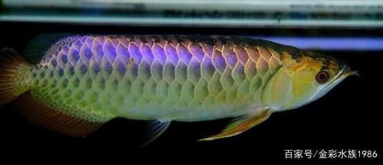 龍魚用生化環好嗎（生化環對于龍魚缸來說是一個有效的濾材選擇）