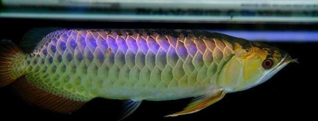 龍魚用生化環好嗎（生化環對于龍魚缸來說是一個有效的濾材選擇）