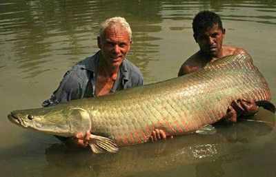 世界最大的龍魚排名：世界最大的龍魚排名是什么？