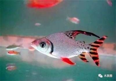 龍魚頭上的條紋：如何判斷龍魚頭上的條紋是否正常