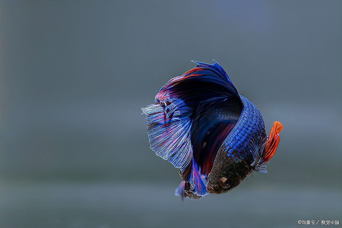 龍魚抖鰭會傳染嗎？