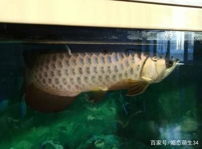 龍魚掉眼手術后多久喂食