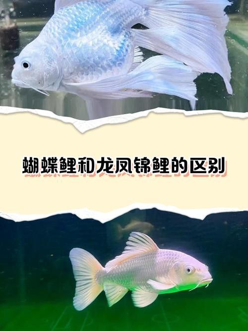 養龍魚還是蝴蝶鯉比較好