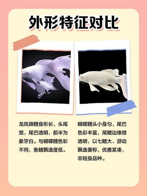養龍魚還是蝴蝶鯉比較好