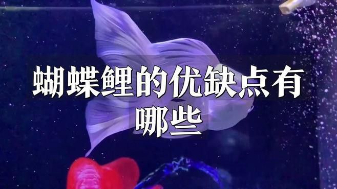 養龍魚還是蝴蝶鯉比較好
