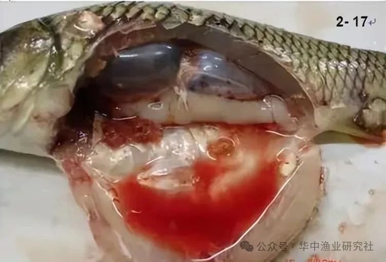 魚類細(xì)菌性疾病有哪些