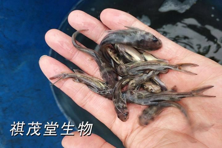 魚類細(xì)菌性疾病有哪些