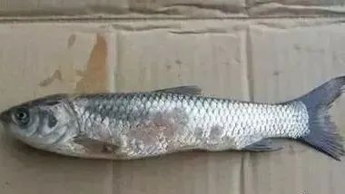 魚類細(xì)菌性疾病有哪些