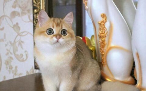 金龍魚的品種價格：金頭過背金龍魚是金龍魚中最貴的品種之一紫底過背金龍魚價格