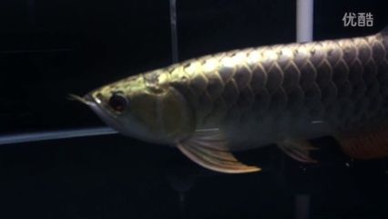 龍魚做完掉眼手術還是掉眼睛：龍魚做完掉眼手術還是掉眼睛嗎？