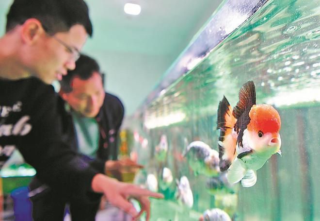 觀賞魚電商平臺發展：觀賞魚電商平臺發展趨勢