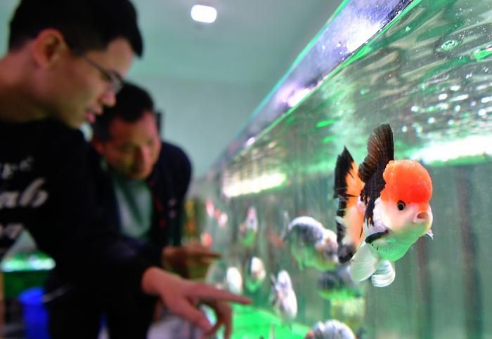 觀賞魚電商平臺發展：觀賞魚電商平臺發展趨勢