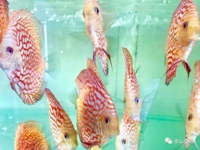 觀賞魚電商平臺發展：觀賞魚電商平臺發展趨勢
