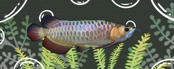 藍(lán)底金龍魚用什么背景顏色好看（關(guān)于藍(lán)底金龍魚的背景顏色選擇）