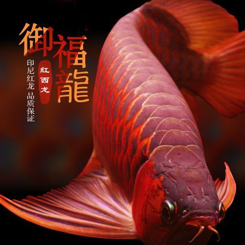 最便宜的紅龍魚(yú)是什么魚(yú)圖片