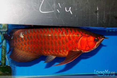 最便宜的紅龍魚(yú)是什么魚(yú)圖片