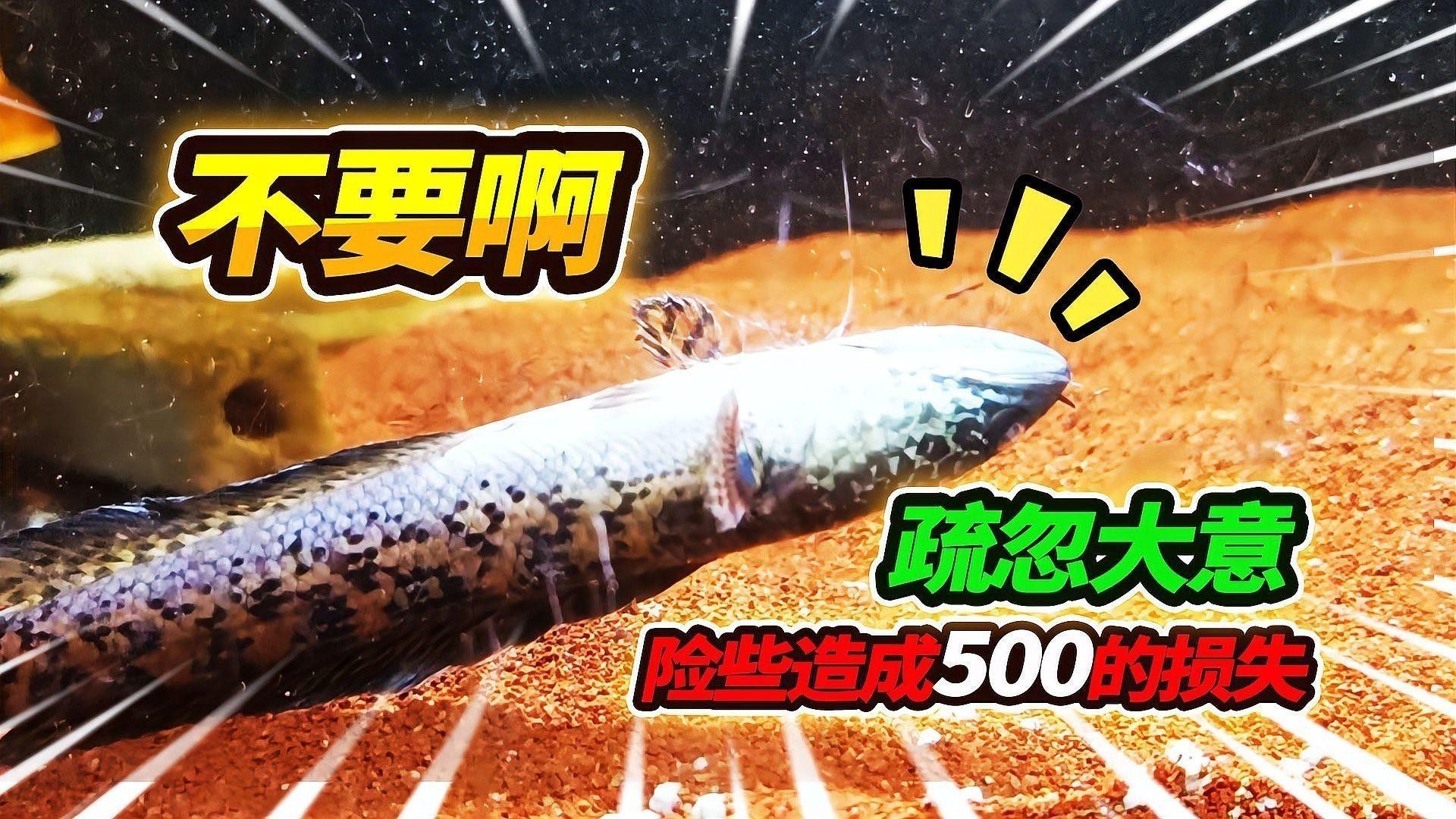 雷龍魚跳缸后燒鰭怎么辦