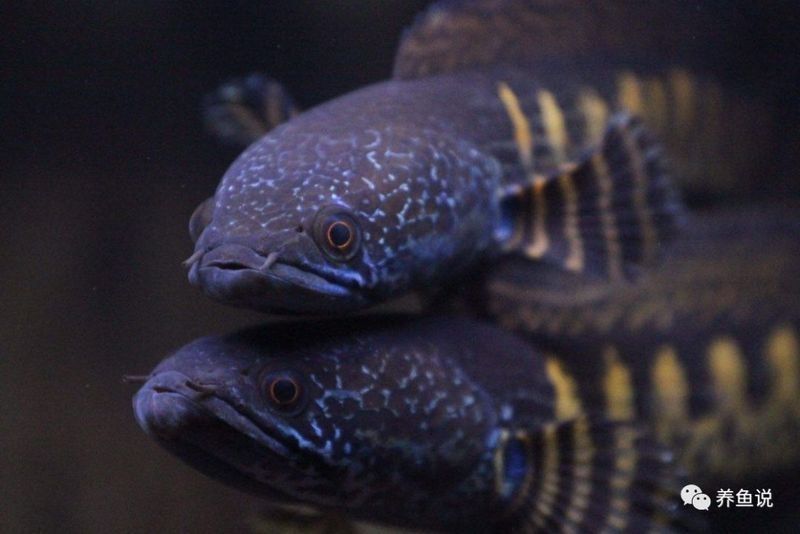 雷龍魚跳缸后燒鰭怎么辦