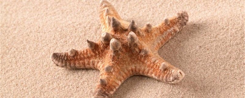 龍魚能耐幾度高溫（如何調節龍魚養殖水溫）