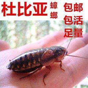 紅龍魚吃蟑螂好嗎：紅龍魚吃蟑螂合適嗎，