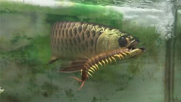金龍魚為什么吃蜈蚣：金龍魚吃蜈蚣是因為蜈蚣富含營養，可以為其提供發育所需的營養