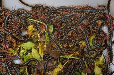 金龍魚為什么吃蜈蚣：金龍魚吃蜈蚣是因為蜈蚣富含營養，可以為其提供發育所需的營養