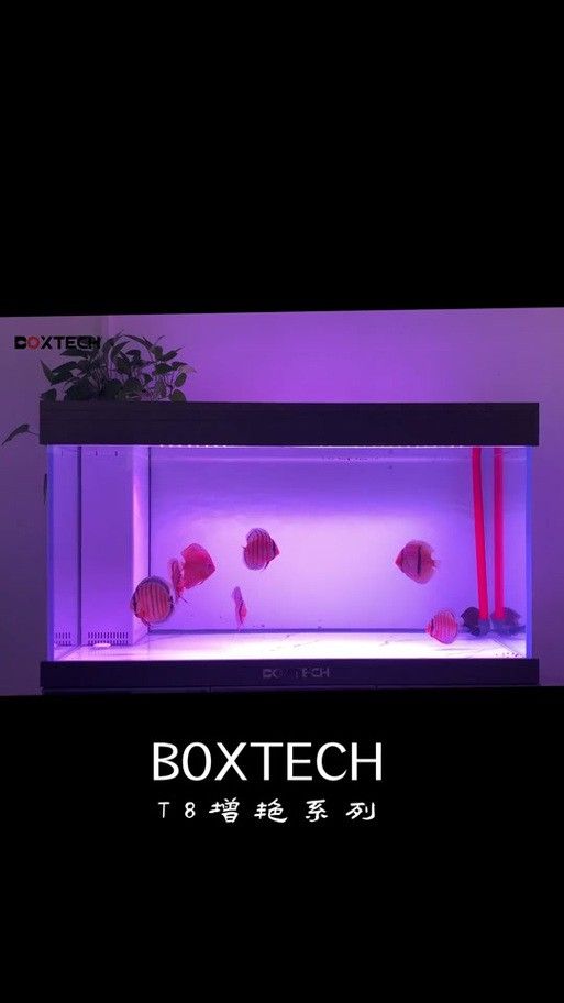 金龍魚水中燈位置示意圖