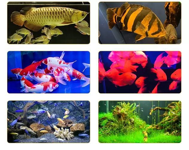 金龍魚水中燈位置示意圖