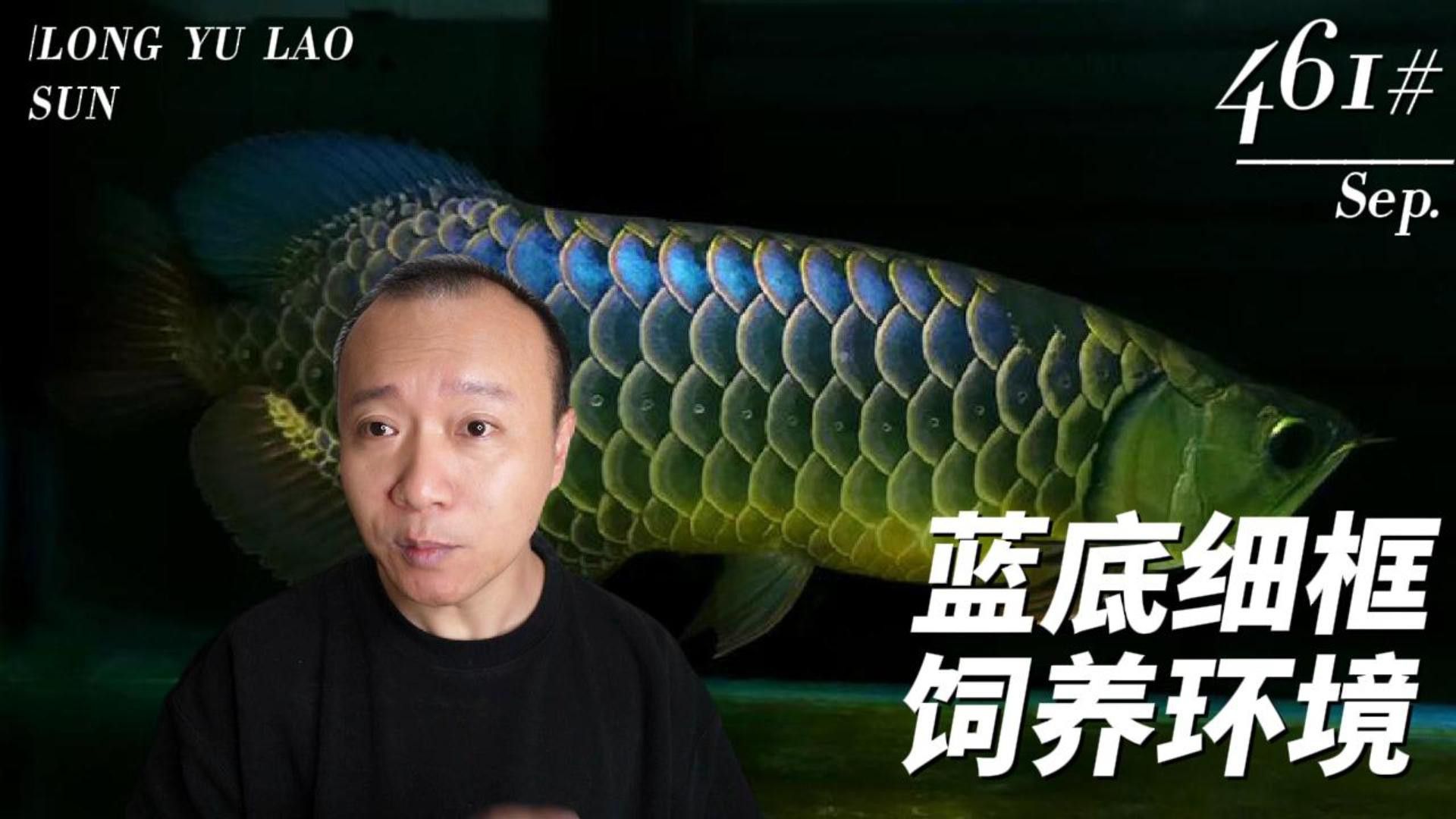 藍底金龍魚用什么顏色的燈好看圖片