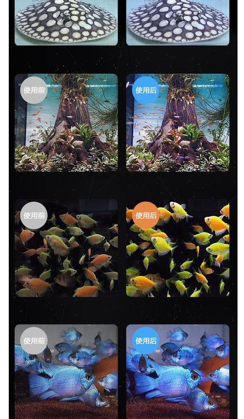 藍底金龍魚用什么顏色的燈好看圖片