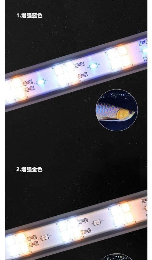 藍底金龍魚用什么顏色的燈好看圖片