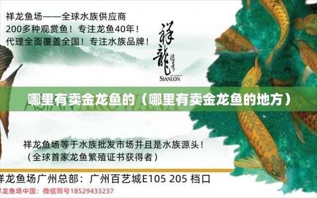 金龍魚在哪里買（水族市場金龍魚價格對比水族市場活體金龍魚推薦）